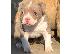 PoulaTo: Pitbull